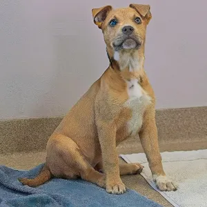 Lola - Home to Home