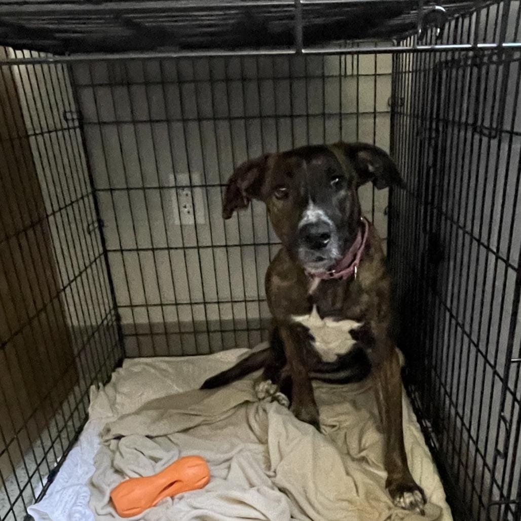Adopt Polly Hold until 3/28/26 Today - Find Paw Pal