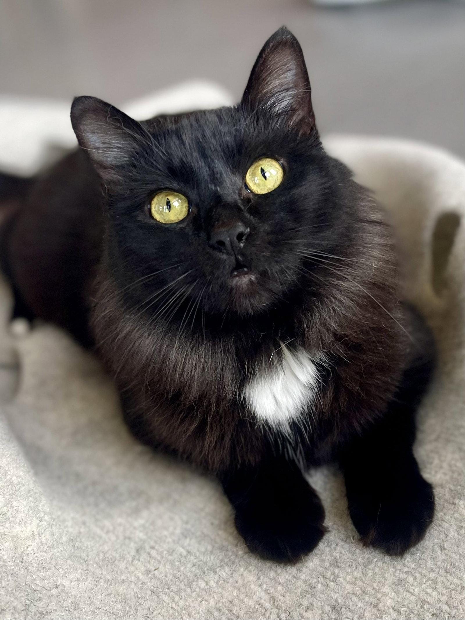 Pommi