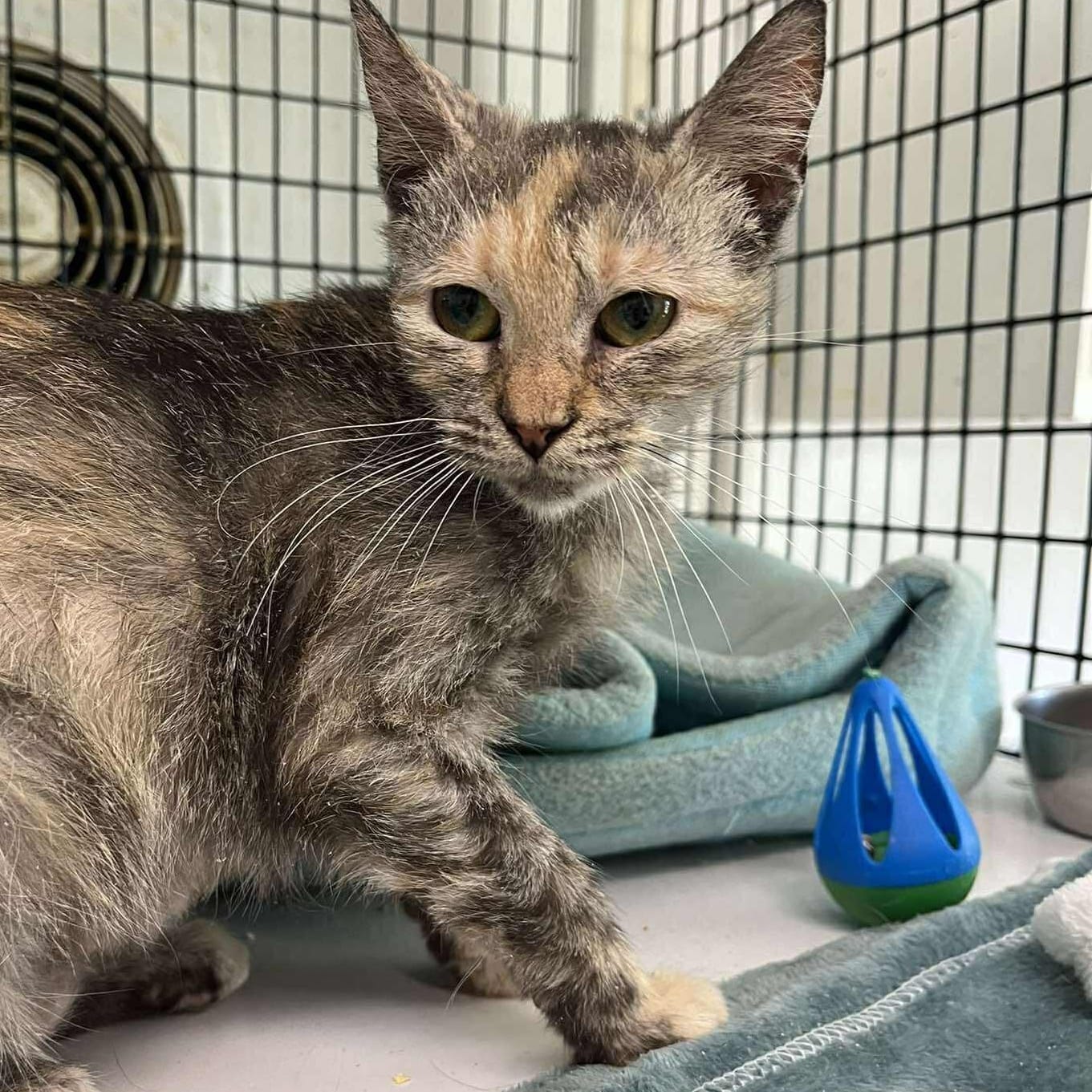 Kiki (baby)