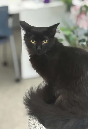 Kuro