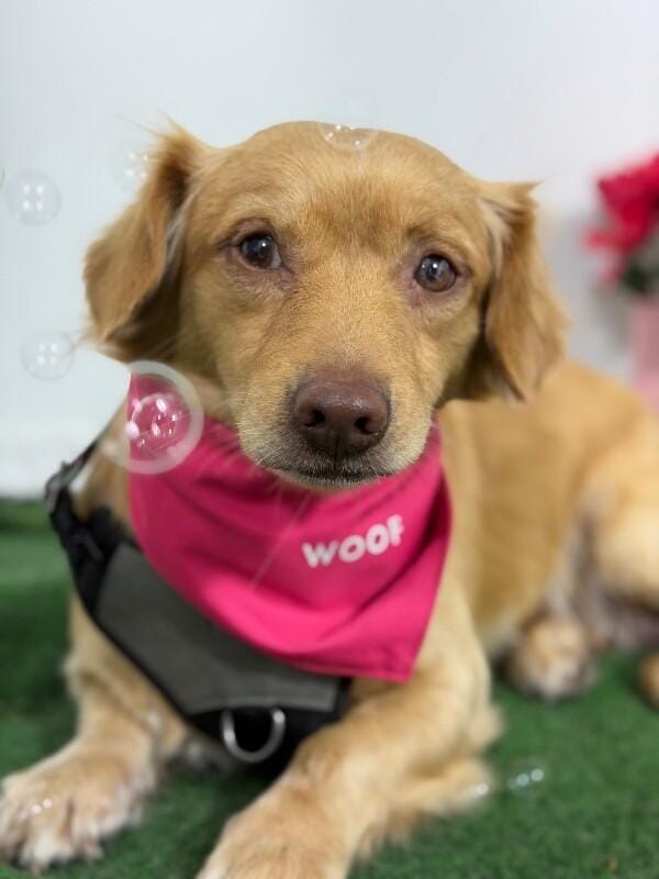 Tigger-One of our Amazing Rescue Dogs