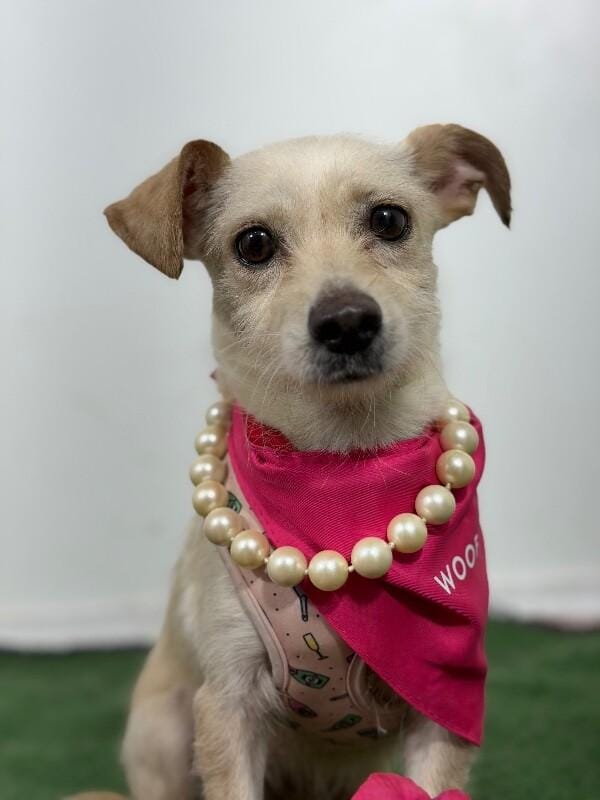 Rose-One of our Amazing Rescue Dogs