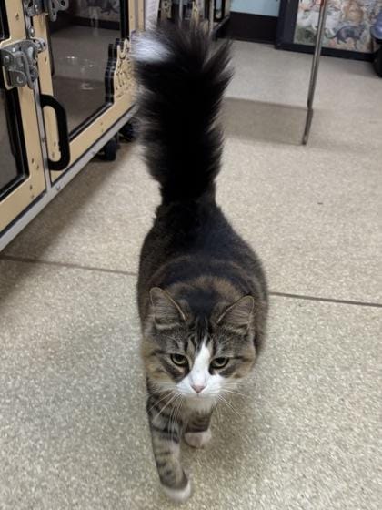 Kibby $100