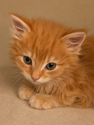 Cheddar