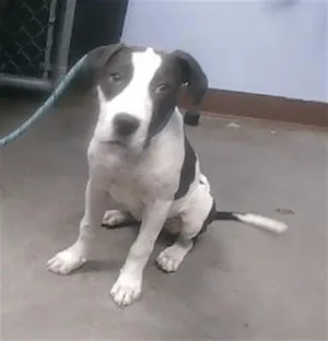 MS WIGGLE
