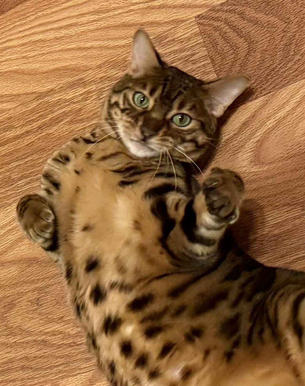 Brownie (bonded to Skye-must go together)