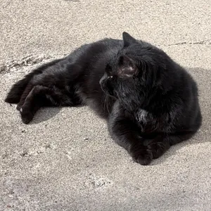 Kalu