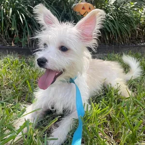Adopt Eli Today - Find Paw Pal