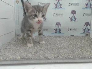 NOVA