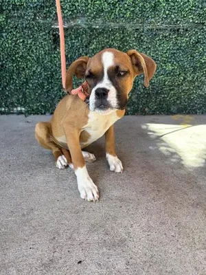 PUPPY 6