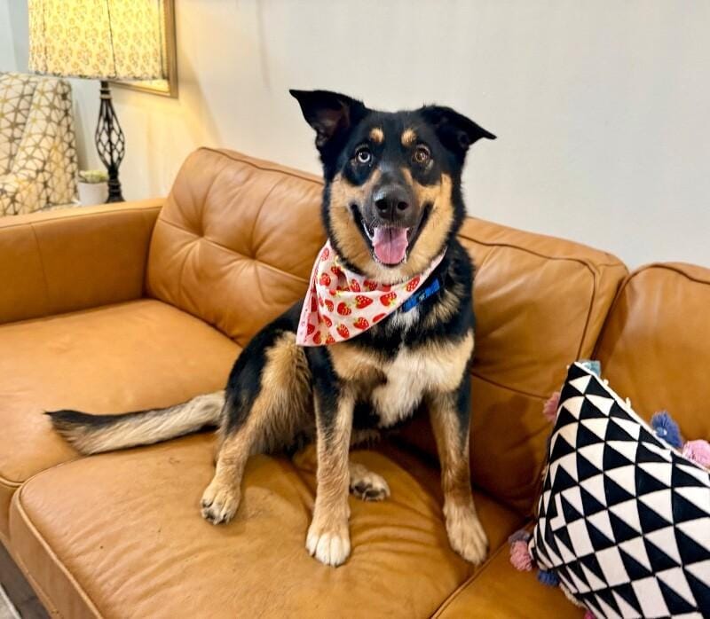 Tamera Honey The Sweetest Family Dog