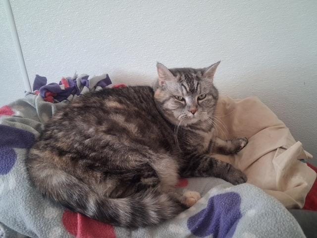 Izzy