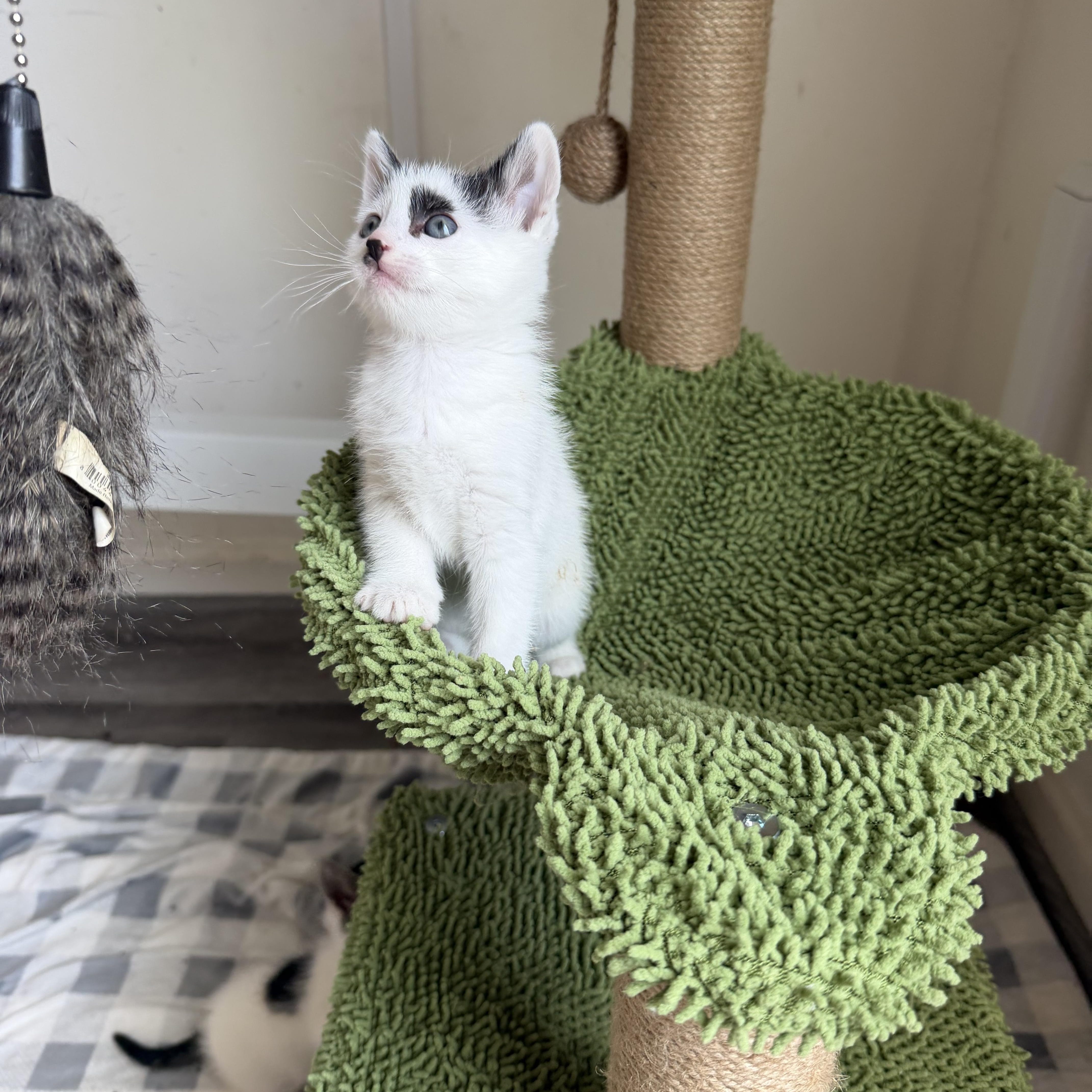 Cookie Crisp & Cookie Crumble (bonded pair)