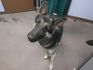 OPIE