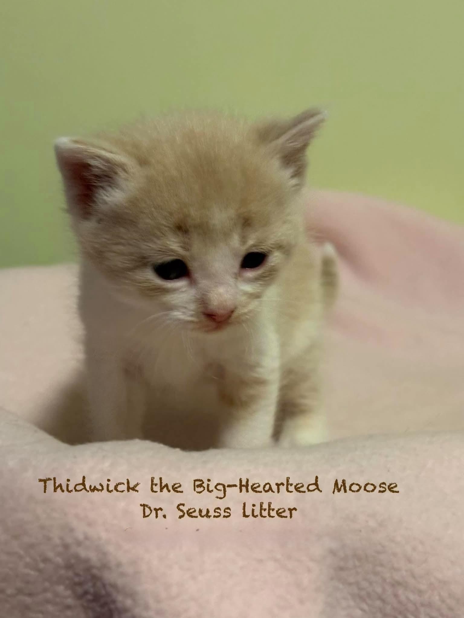 Thidwick the Big-Hearted Moose