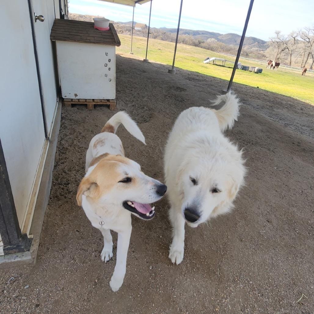 Colby (Courtesy Listing)