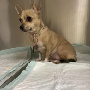 Leia