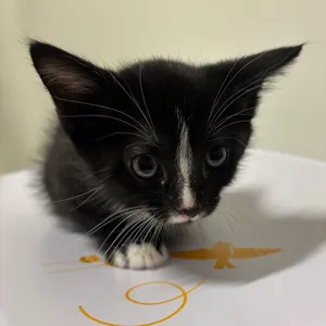 Zoro
