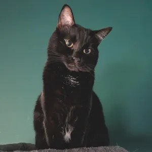 Binx
