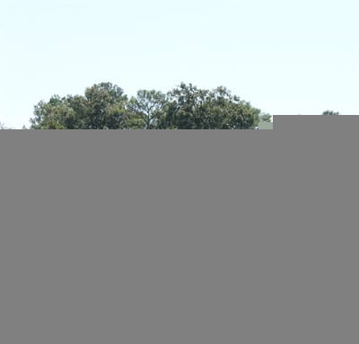 Forest Green Townhomes