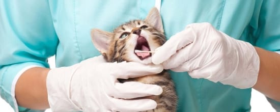 12 Best Vets In Detroit