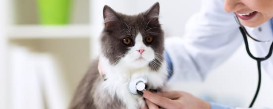 13 Best Vets In Oklahoma City