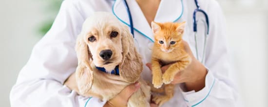 14 Best Vets In Kansas City