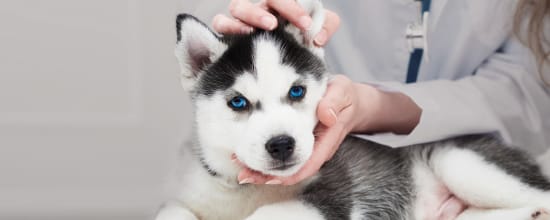 14 Best Vets In Nashville