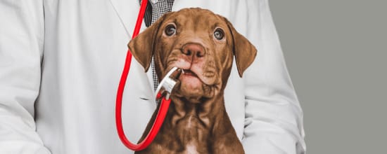 14 Best Vets In Philadelphia