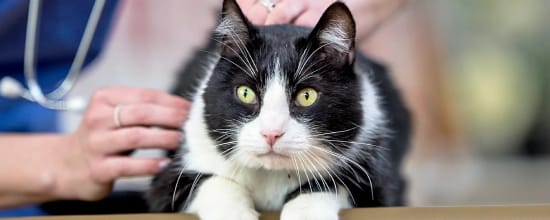 15 Best Vets In New York City