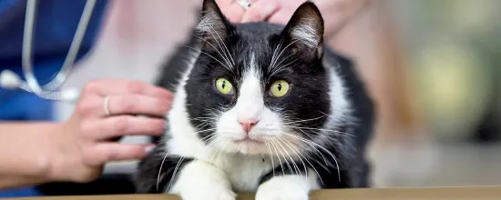 15 Best Vets In New York City