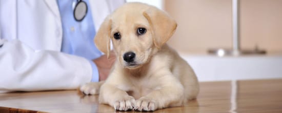 15 Best Vets In Orlando