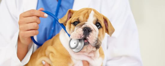 15 Best Vets In Phoenix