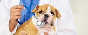 15 Best Vets In Phoenix