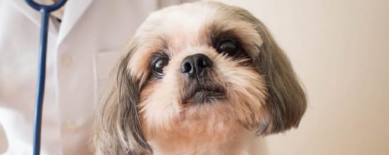 15 Best Vets In Portland