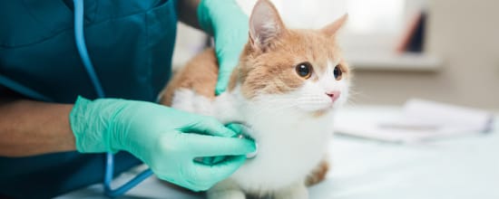 7 Best Vets In Los Angeles